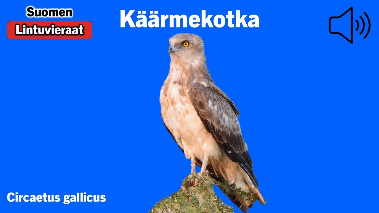 Käärmekotka - Circaetus gallicus - Short-toed Eagle - ormörn - CIRGAL