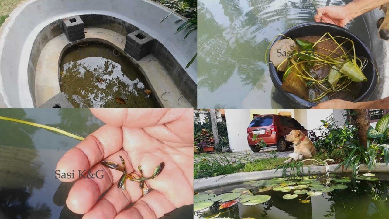 Making Pond setting in our Garden | Budget lily pond and fish | அல்லி மீன் குளம் எளிதாக அமைக்கலாம்