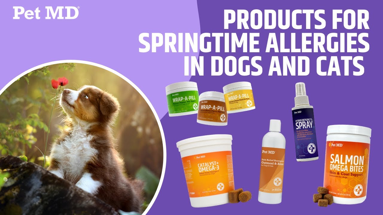 Treating the Symptoms of Allergies in Pets