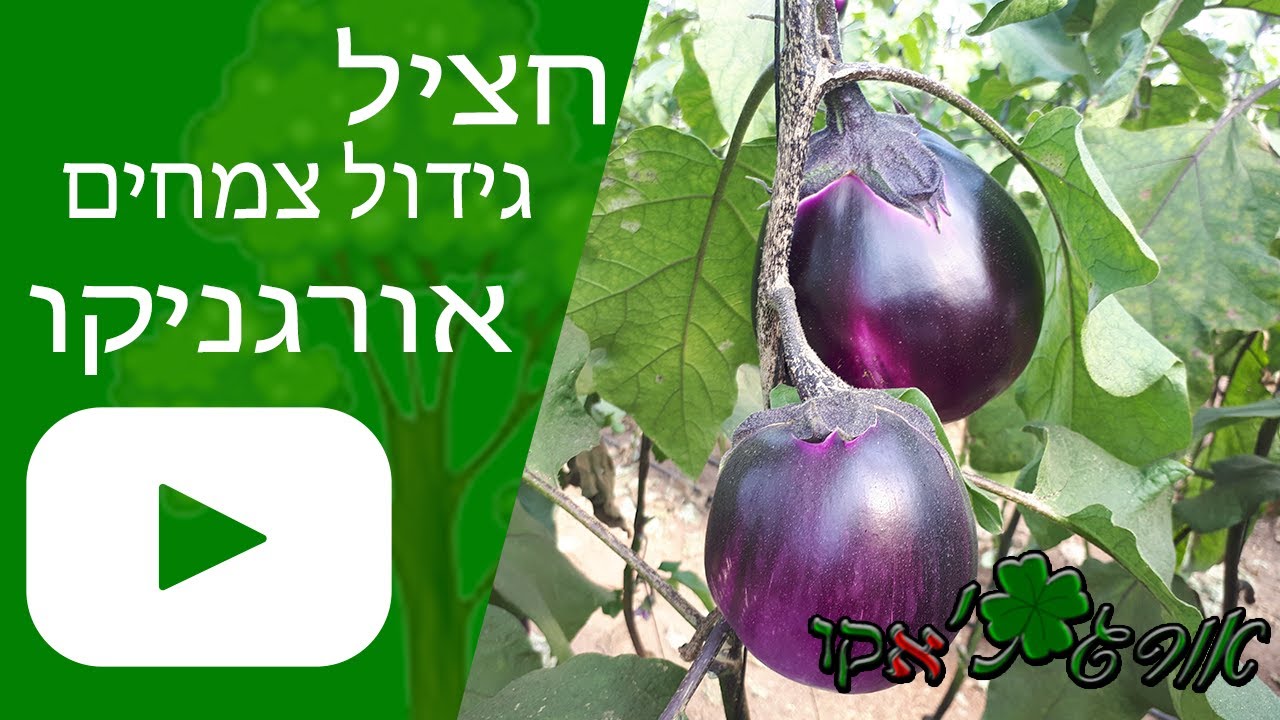 חציל - גידול צמח - אורגניקו