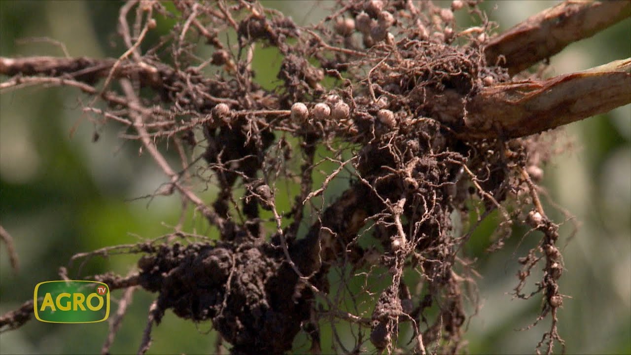 Impacto de la nutrición biológica en el desarrollo y rendimiento de la soja (#1020 2023-02-25)