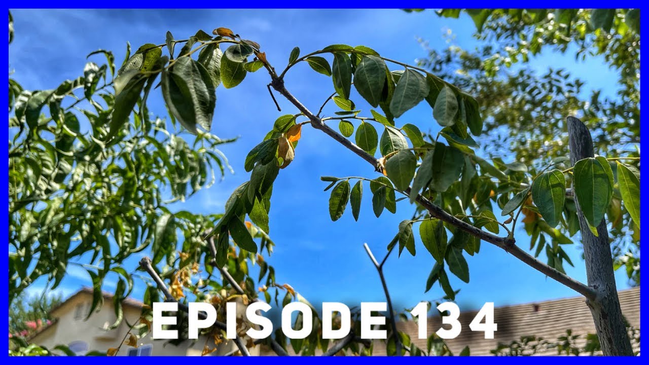 Jujube Tree Update after Moving & Transplanting (Ep. 134)