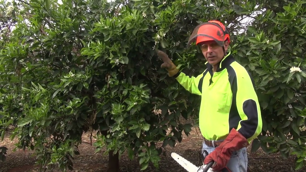 A high density citrus pruning experiment - Window layering pruning