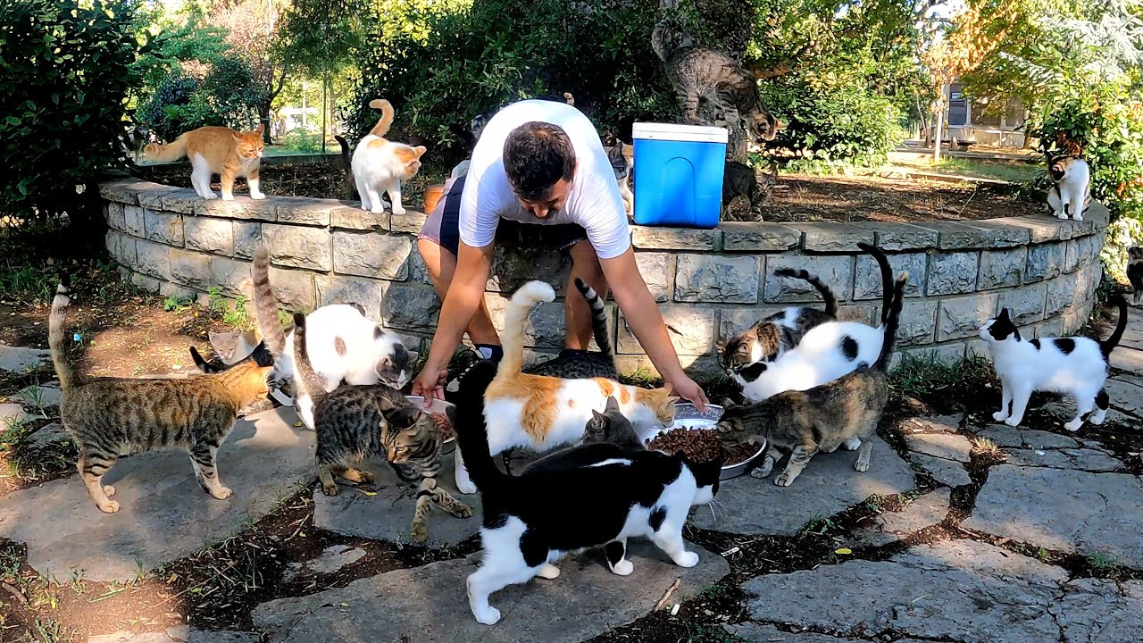 A Heartwarming Bond Between a Man and Street Cats
