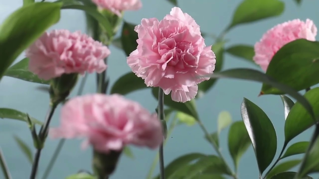 Forgiveness Meditation