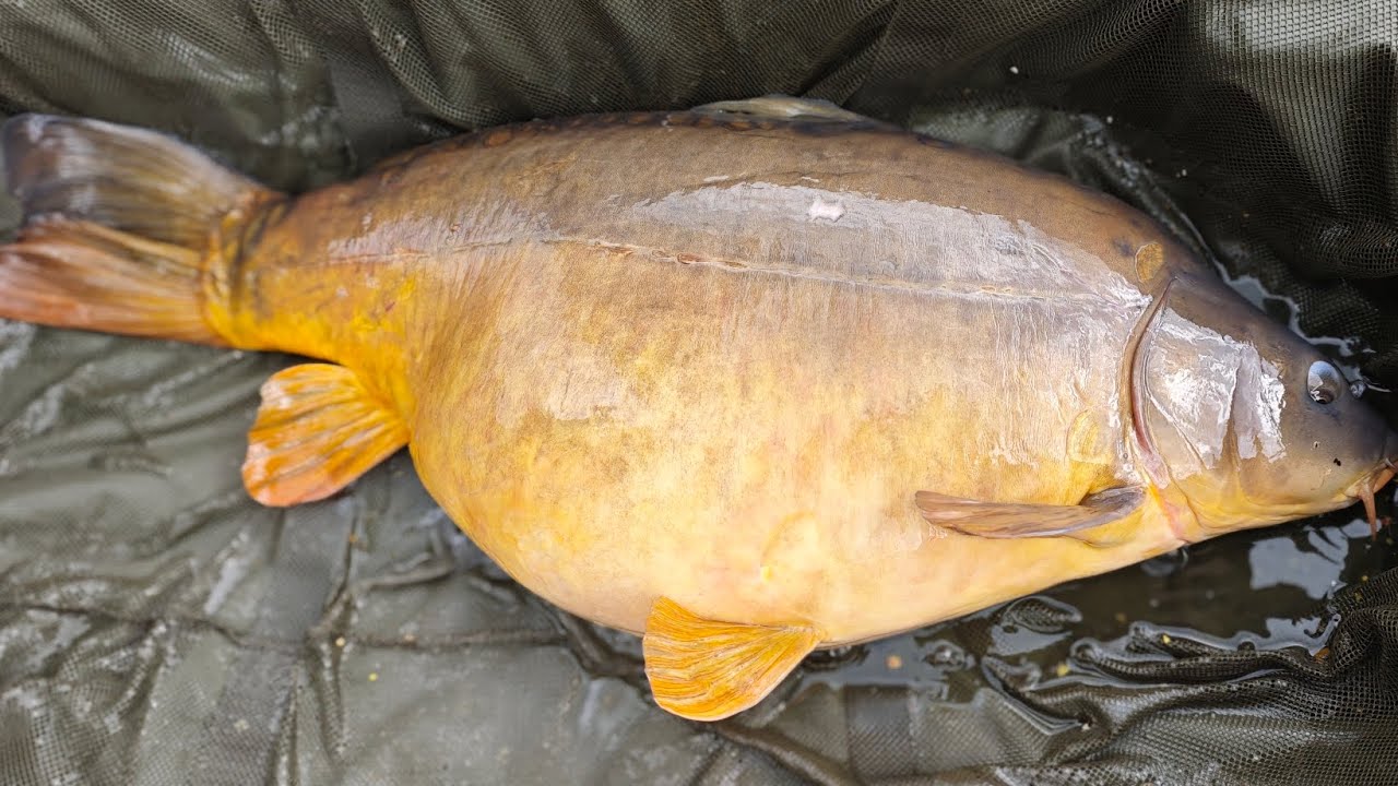 💥 La dinguerie de cette petite caméra FPV💥