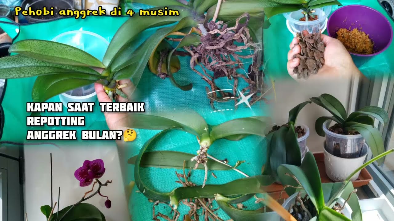 Akhirnya Ku Repotting Ini Anggrek Bulan Hibrid Setahunan Setelah Beli 🤣