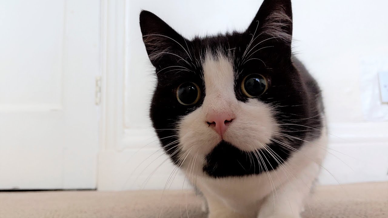 Cat Wiggles Butt Before Pouncing