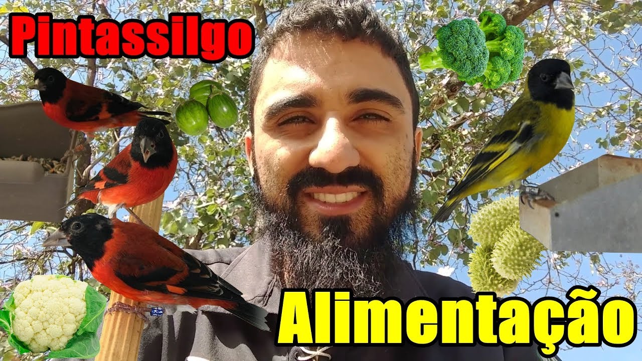 Alimentação completa para Pintassilgo!