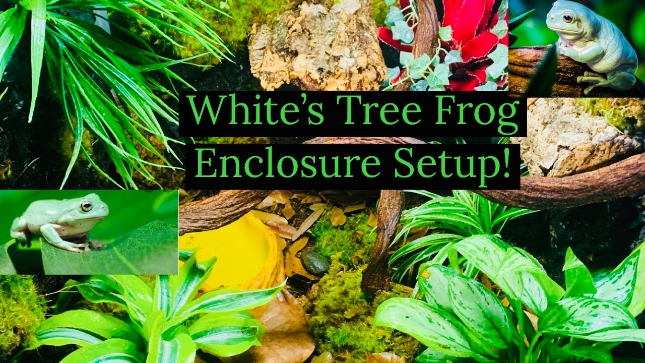 White’s Tree Frog Enclosure Setup!!!