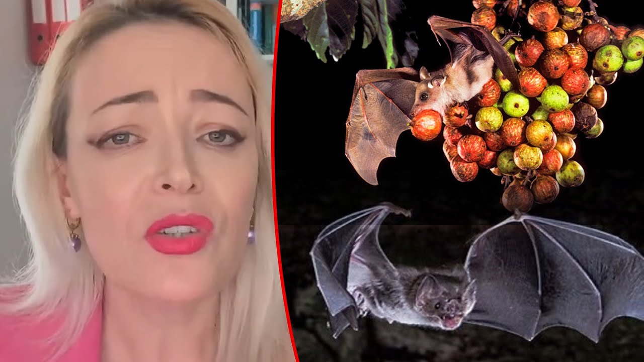 Lakuriqët e natës shpërndajnë virusin VDE’KJEPRURËS? PANIKË për NIPAH?