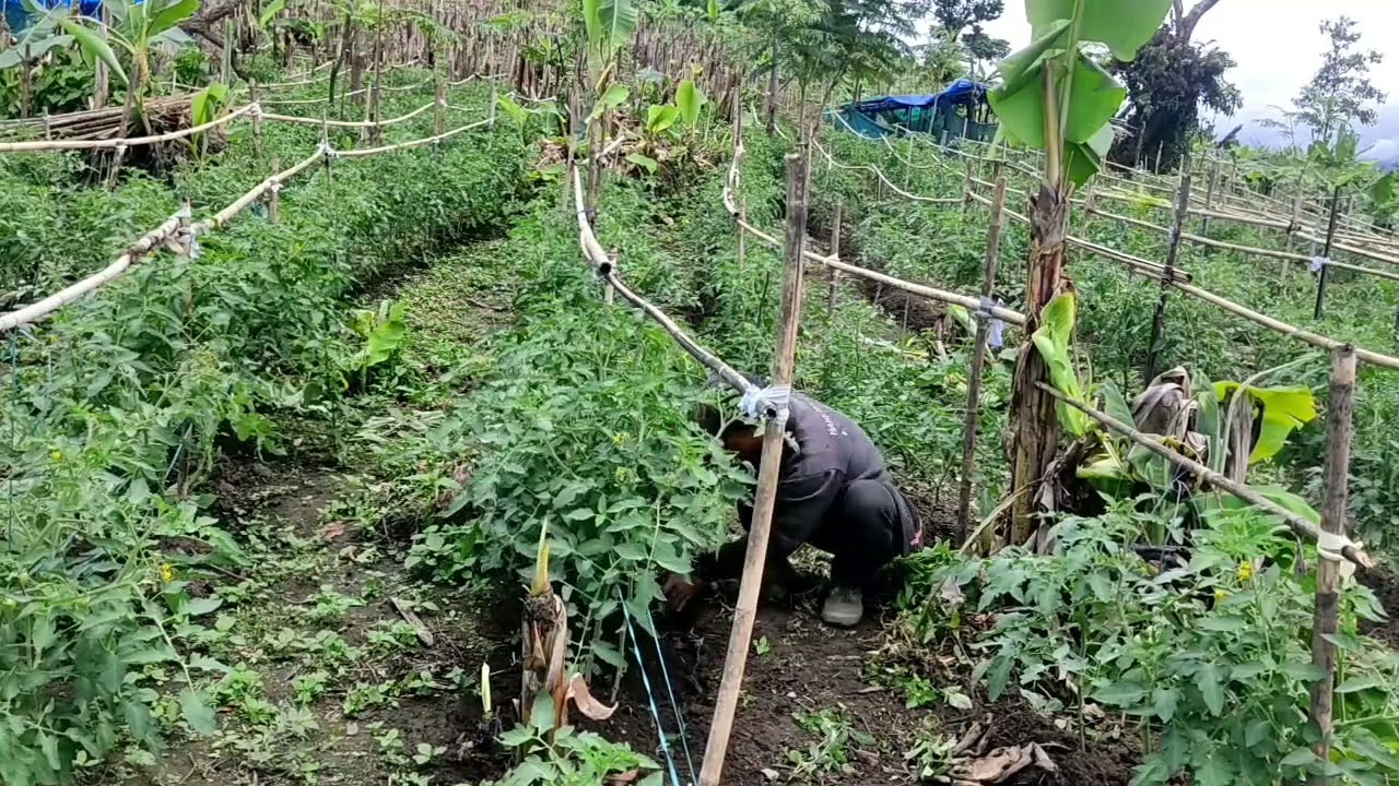 Kan Tomato hmun @ Rabung Khumzawl ram
