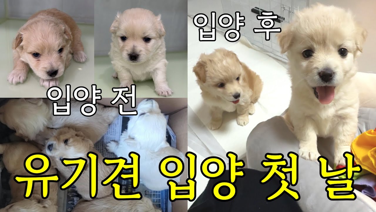 새끼강아지 5마리 버리고 간 사람은 무조건 보세요 | 유기견에서 반려견으로 견생역전🐾 | 포인핸드 | 국가동물보호시스템 | 유기견 입양 브이로그