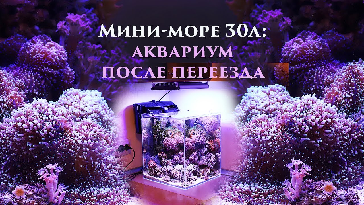 Море 30л: аквариум после переезда на новое место!