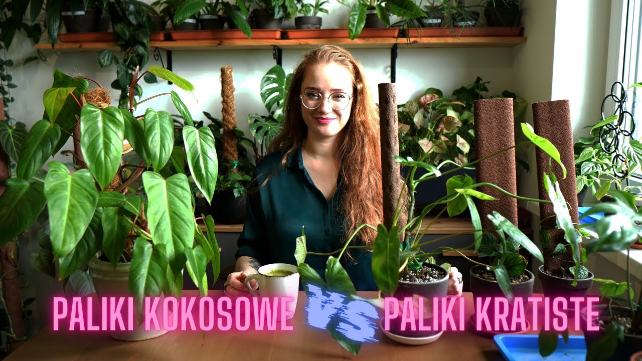 Paliki KRATISTE po 4 miesiącach - czy lepsze niż tradycyjne?