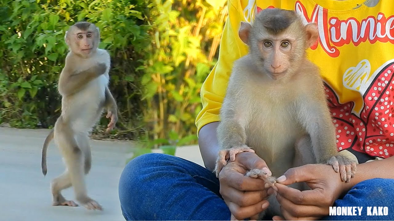 Lovely Mom Take Care Smart Monkey Kako Walk And Clean Nails
