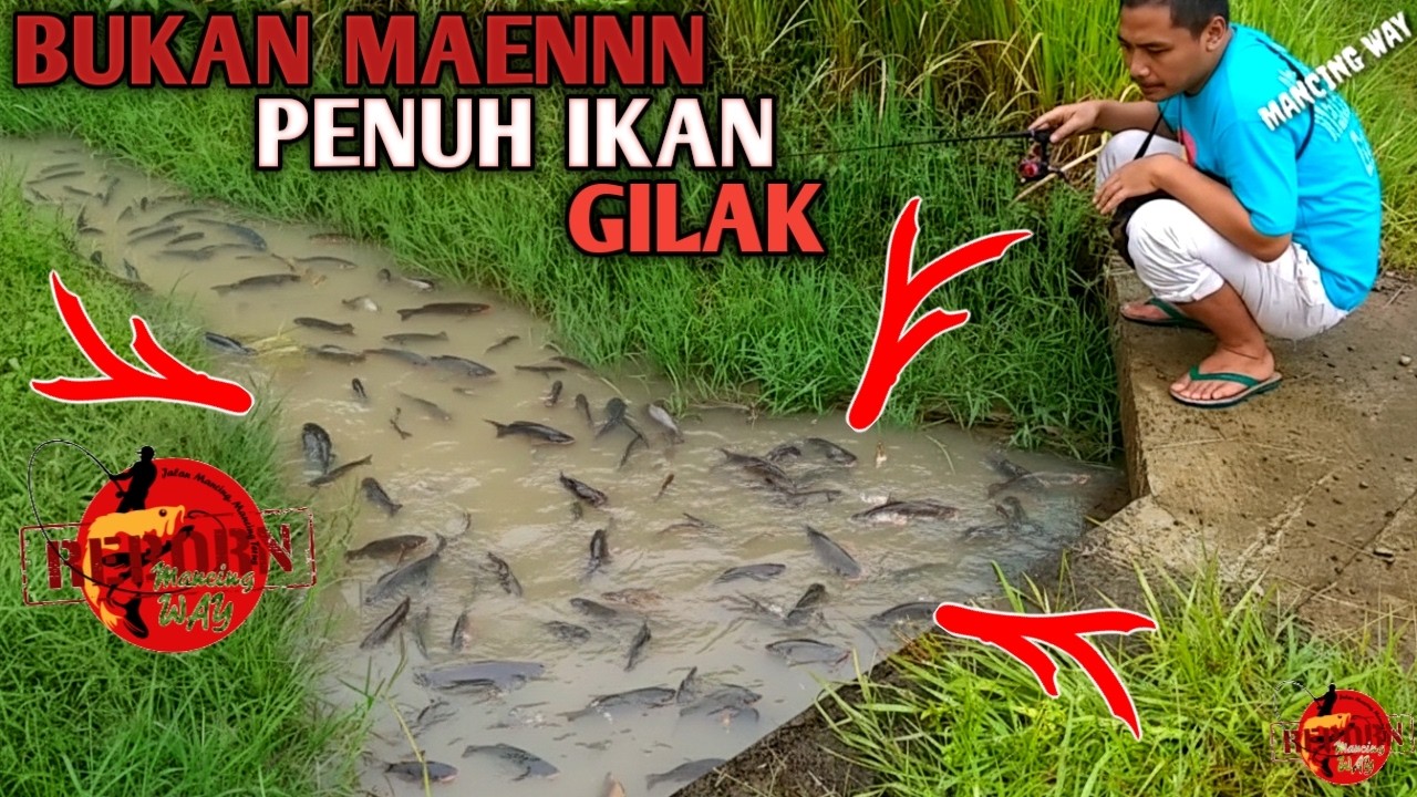 GACOR DOR...!!! Spotnya Kaya Gini Tapi Lihat Ini Ikan Nya Mantab Sekali