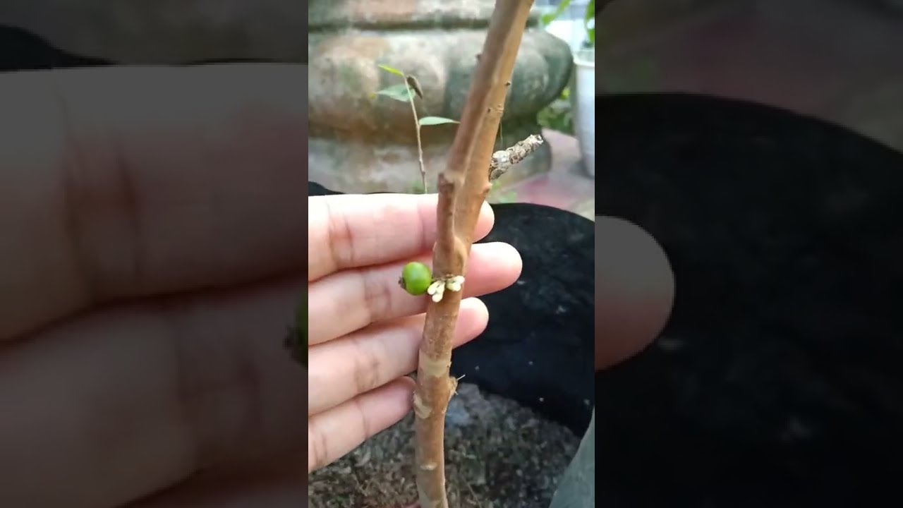 Jaboticaba(Anggur Brazil/Pohon) Preco Belajar Berbuah