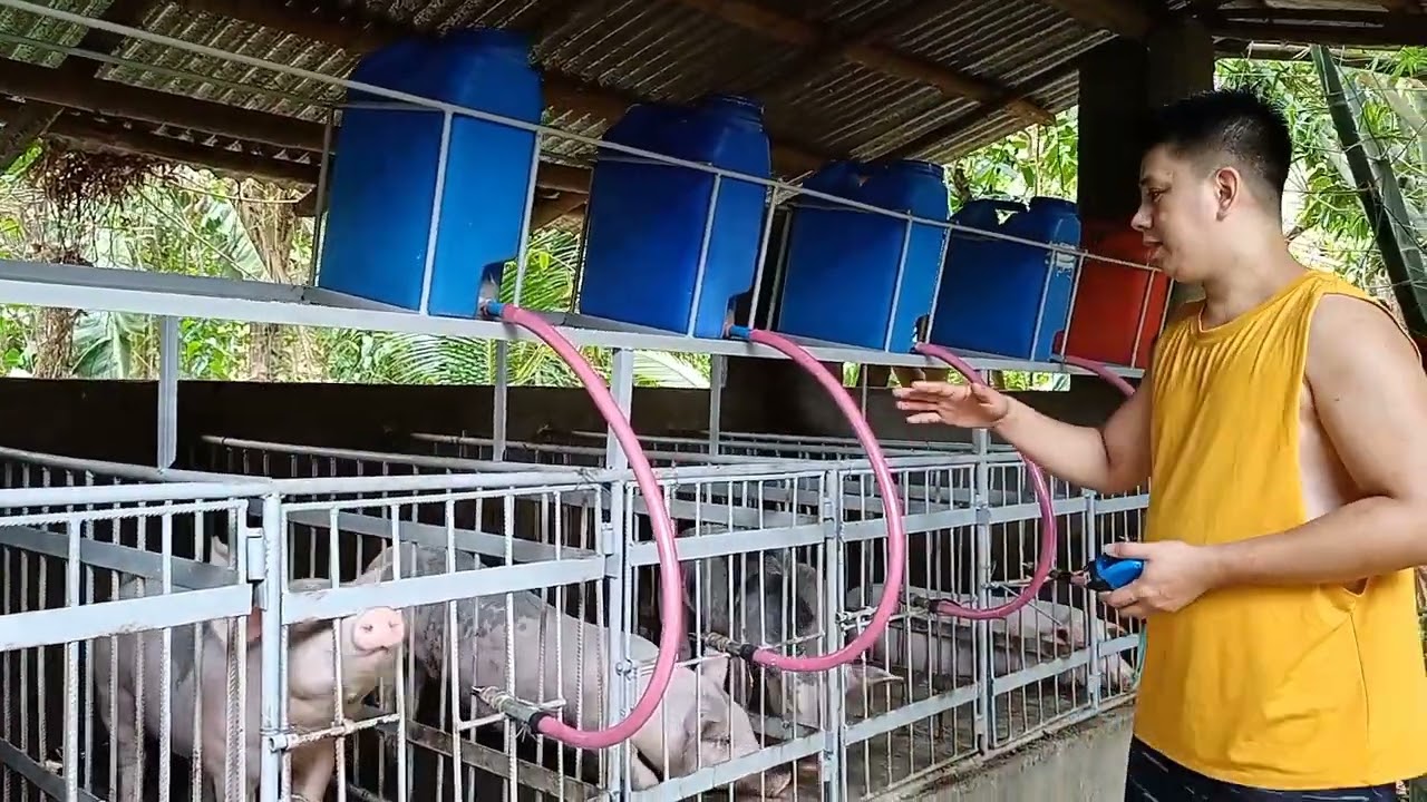 Usapang kulungan ng baboy/fattener | Sukat ng kulungan | pig drinker atbp..