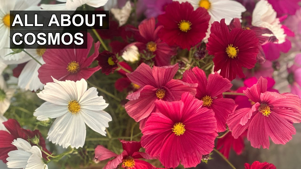 Why You Should LOVE Cosmos Flowers (and 4 Favorite Varieties) 🫶🌸