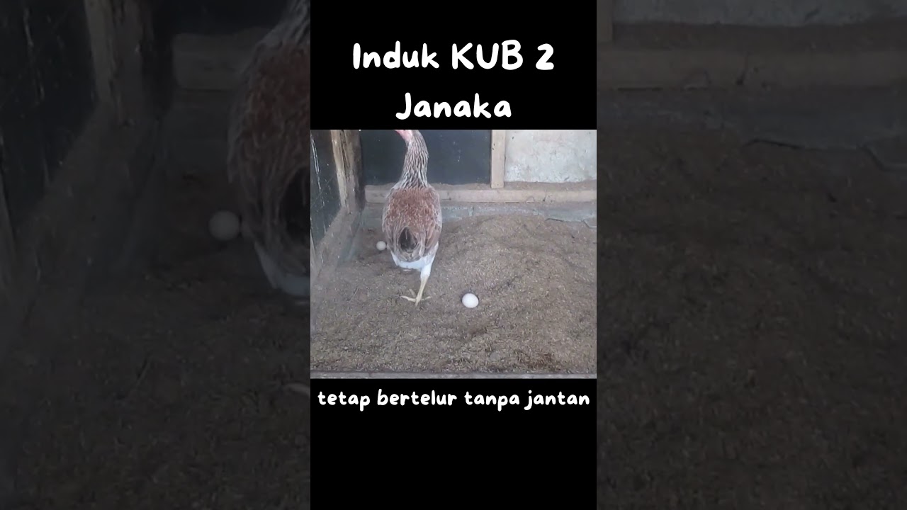 Induk Ayam KUB 2 Janaka#Usia 6 bulan