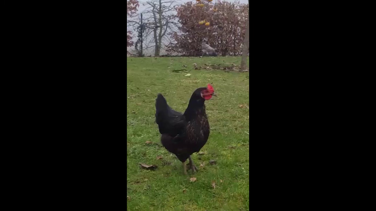 Poule party