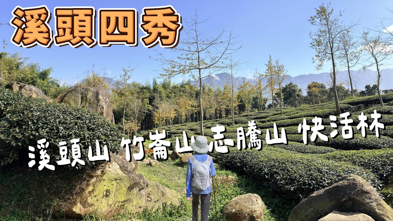 溪頭四秀 - 絕美茶園銀杏 老少咸宜的四秀樟仔林林道O型