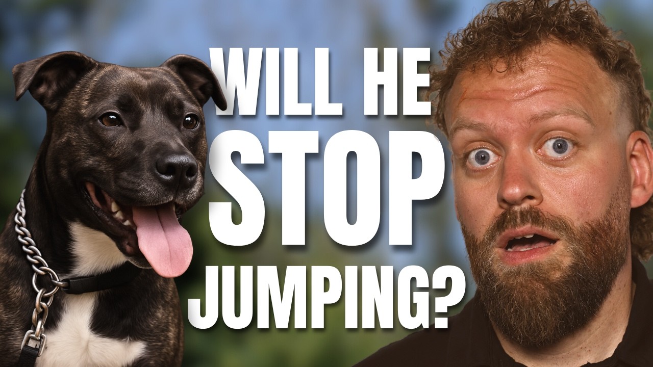 How to STOP Your Dog Jumping Up... For Good!