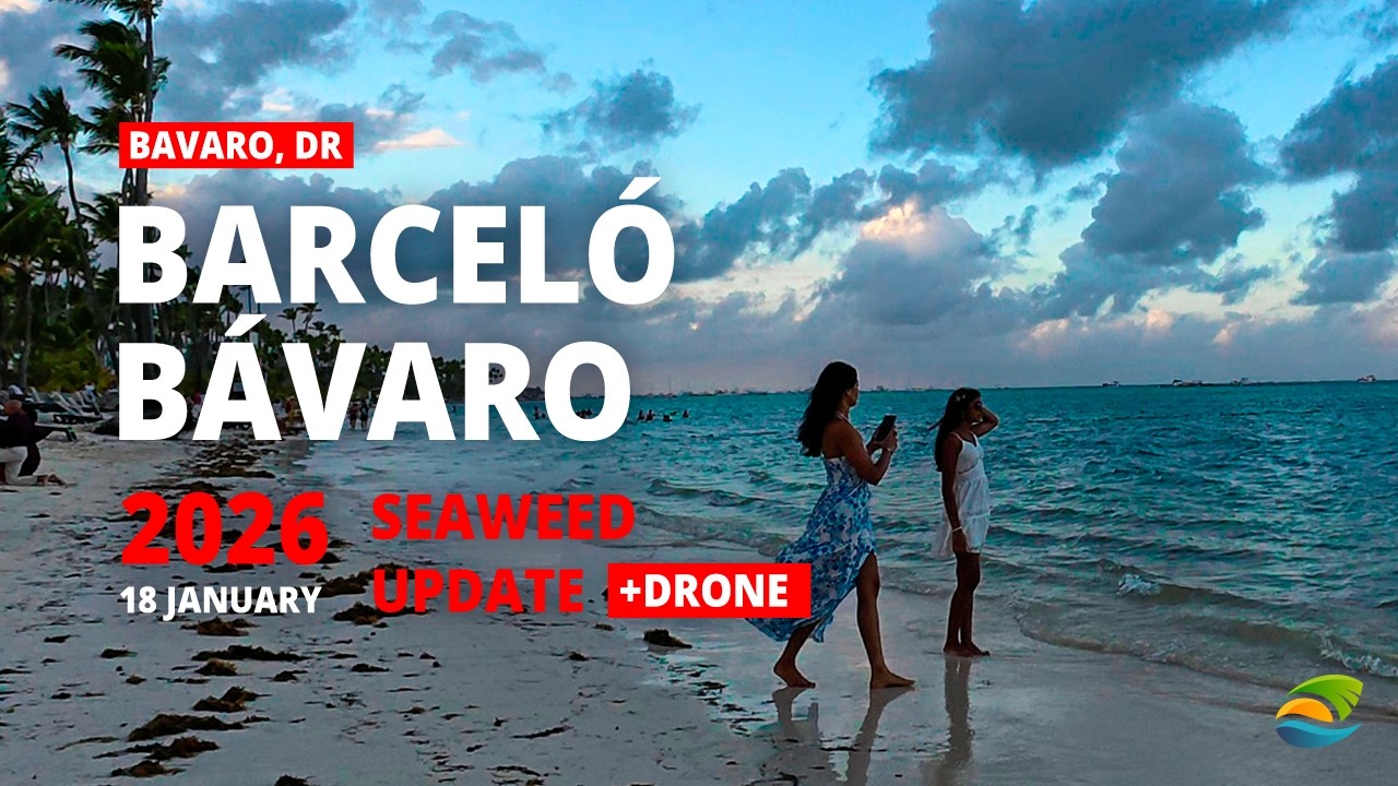 Barceló Bávaro Beach (Jan 18, 2026) - Seaweed & Weather | Barceló Palace & Adults Only | Punta Cana