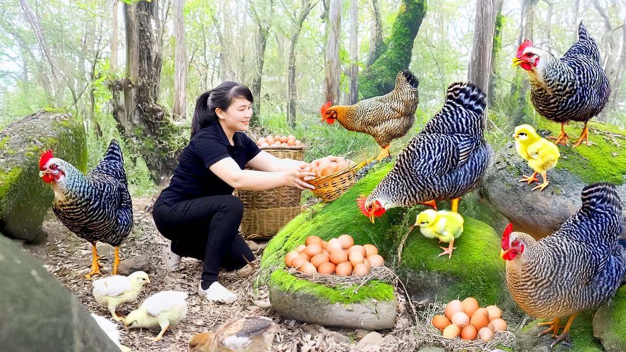 How To Harvest Chicken Egg, goes to the market to sell - Harvesting and Cooking |Tieu Vy Daily Life