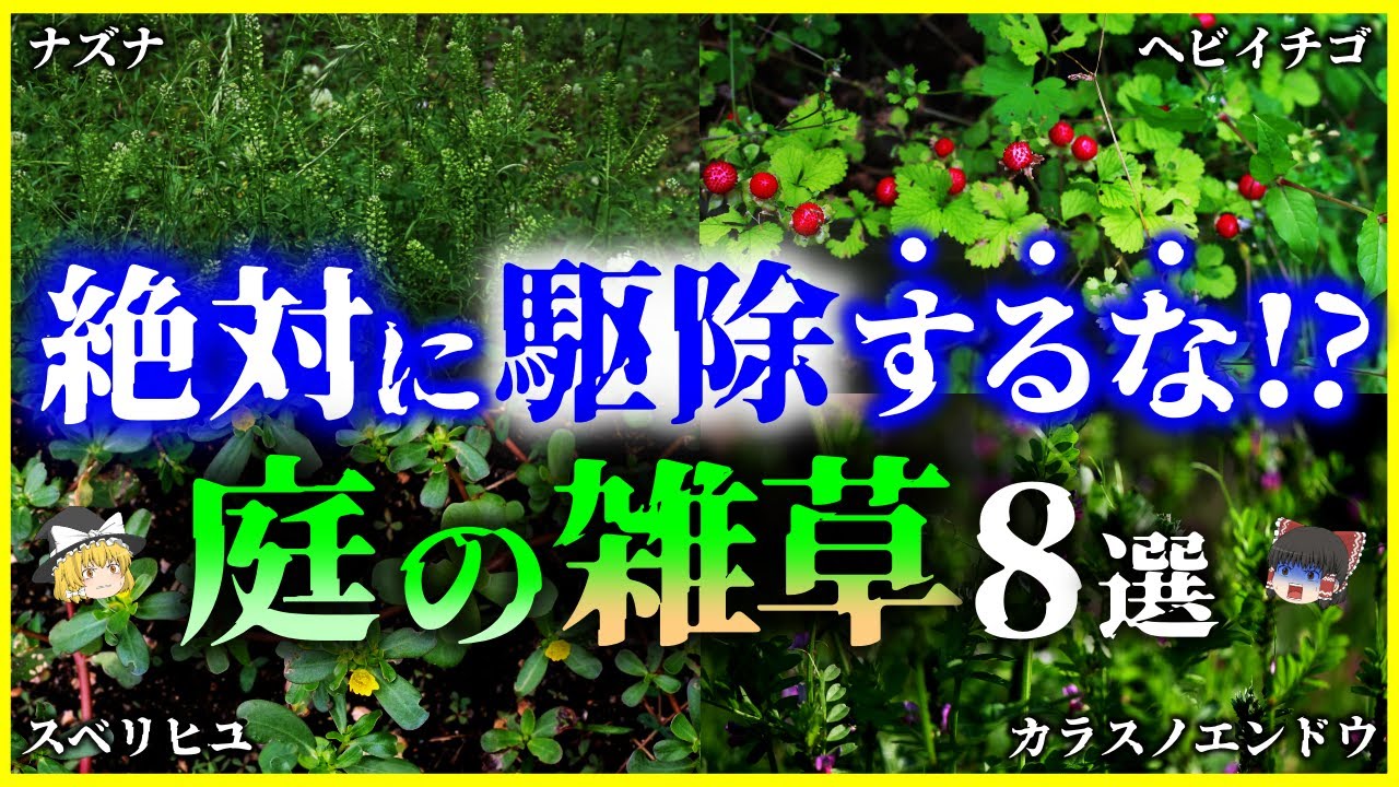 【ゆっくり解説】絶対に駆除してはいけない⁉実は有益な「雑草」8選を解説/そもそも雑草とは何者なのか？繁殖力は？雑草という植物は存在しない
