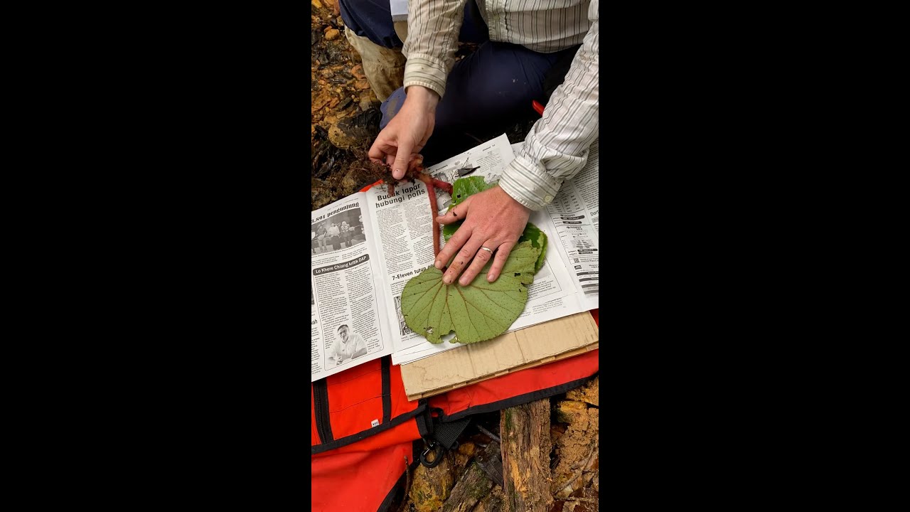 Making a Collection for a Herbarium Specimen, Sarawak, Borneo – Part 2