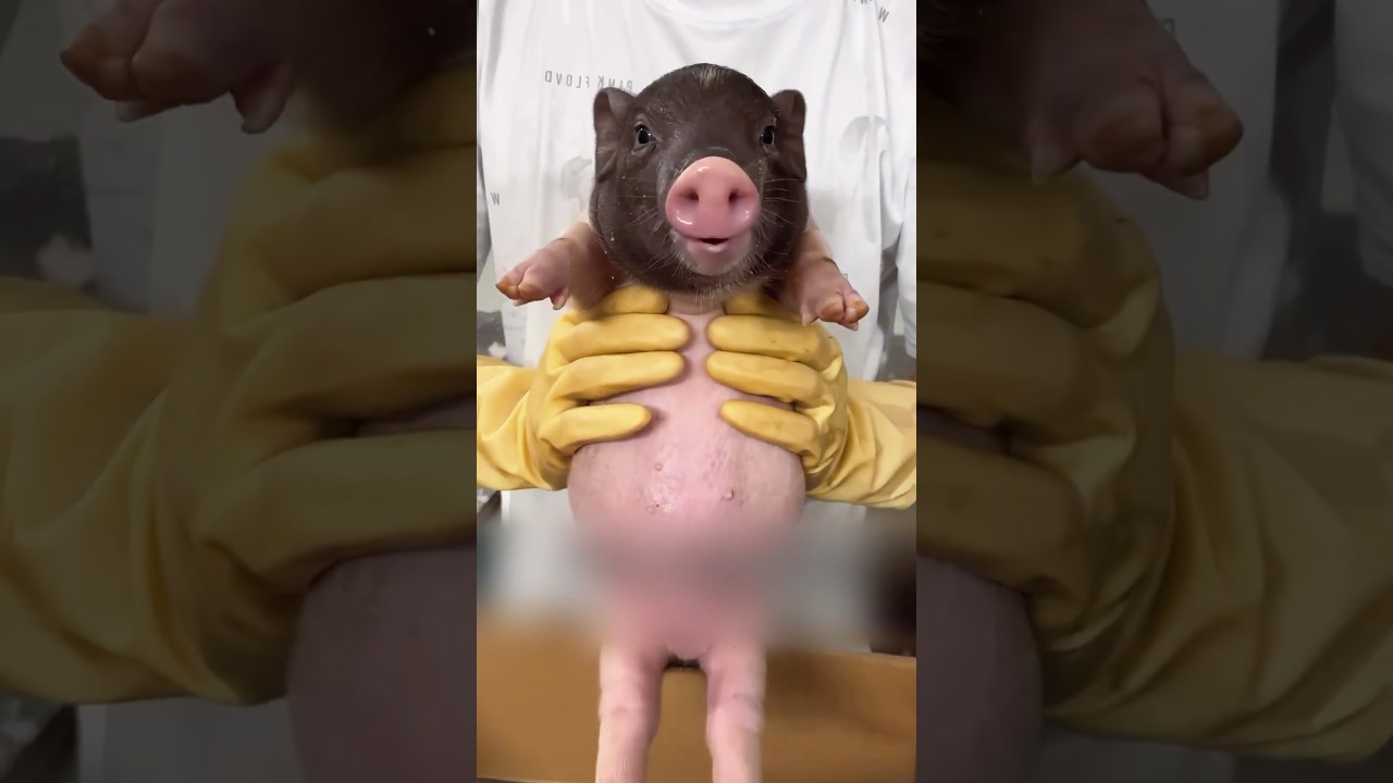 Мини-пиг вырос в огромного хряка 🐷😱 #животные #милыеживотные