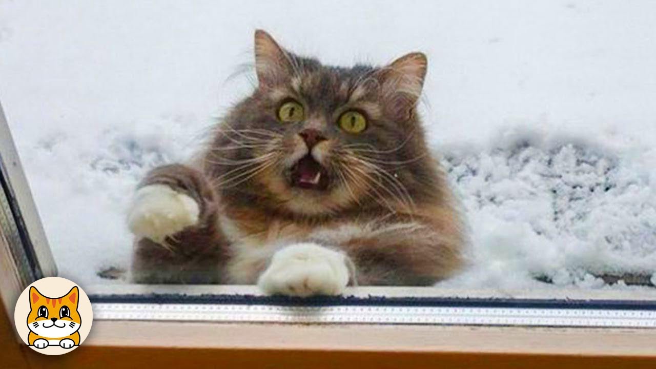 FUNNY CATS That Will Make You Cry Laughing! 😂🐾
