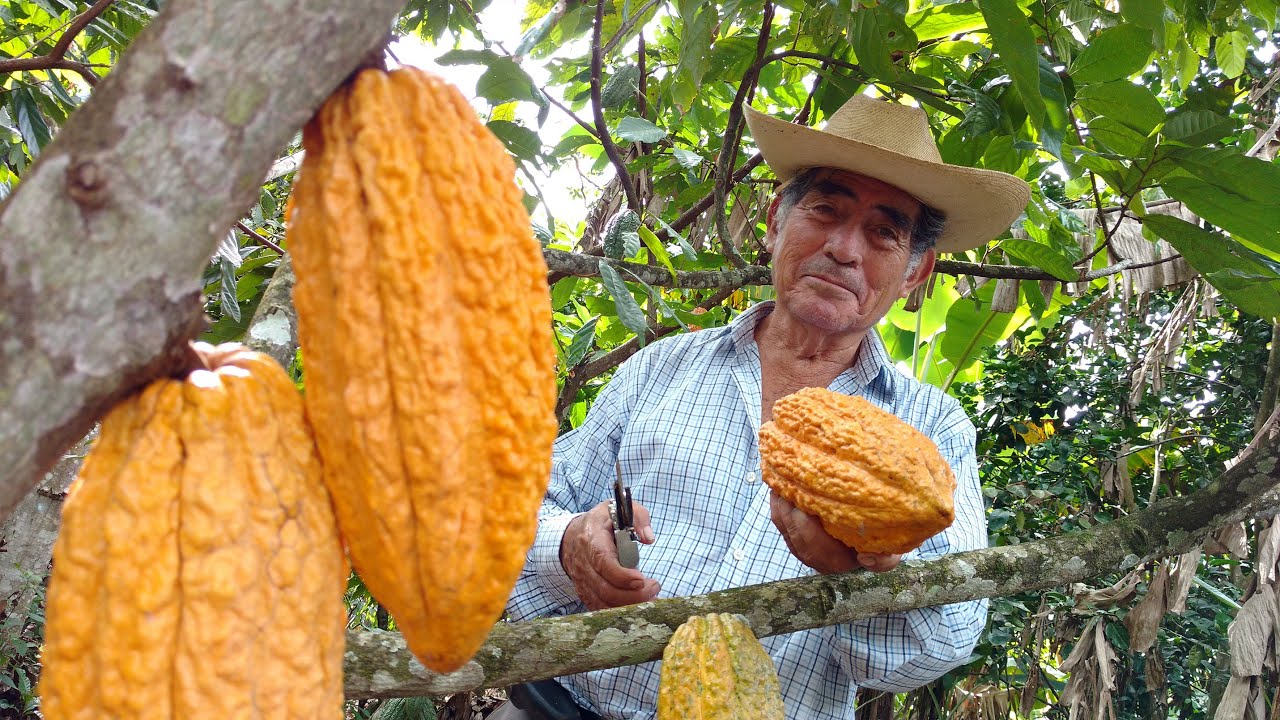 PRODUCCION DE CACAO CHUNCHO EN CUSCO - PERU