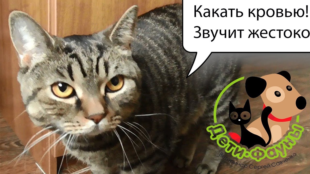 Кровь в кале у кошки (собаки), основные причины