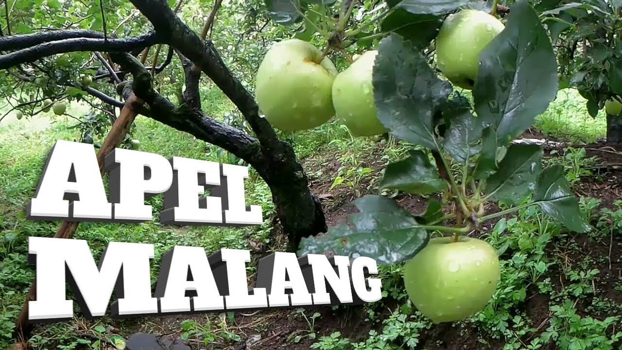Wisata Kebun Apel Malang, Petik Buah Langsung dari Pohonnya EPS2