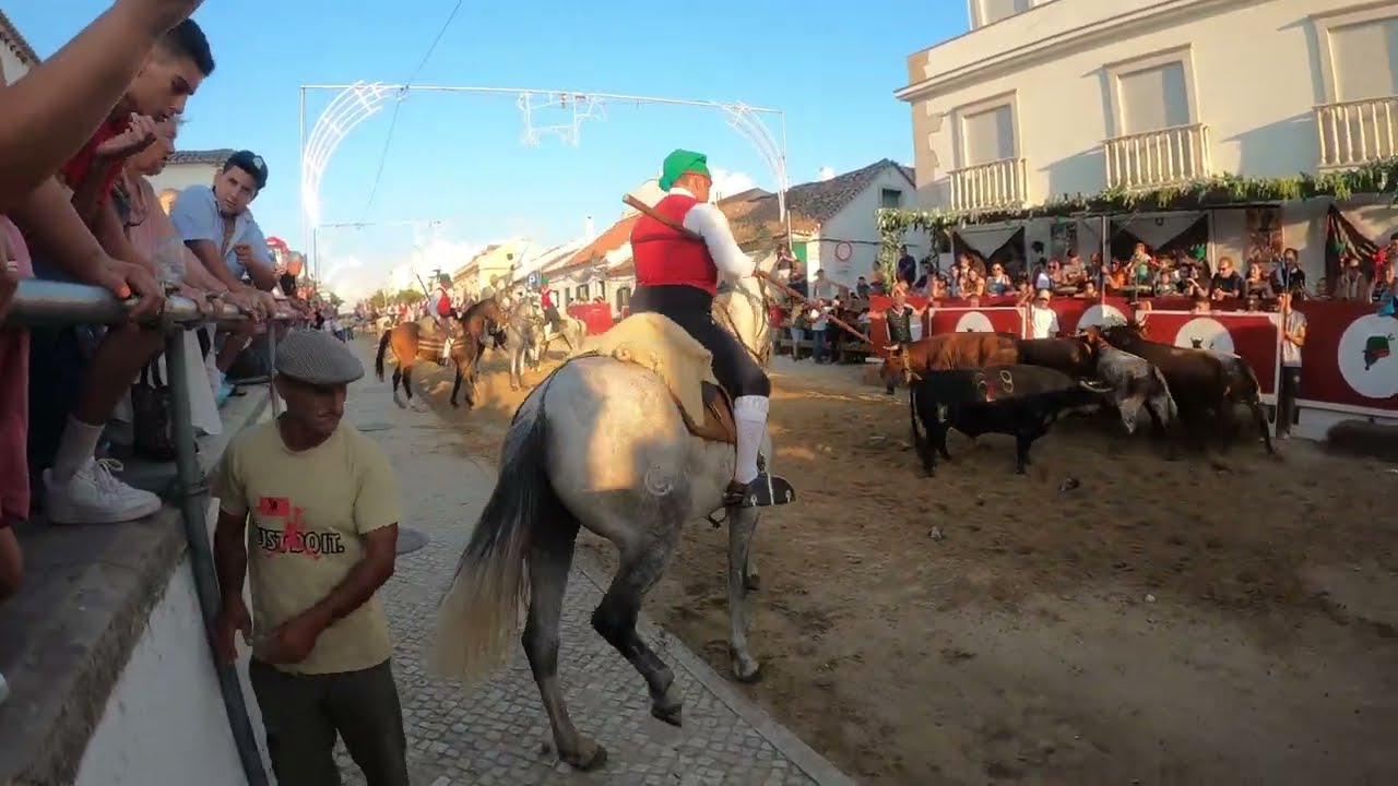 Recolha de Touro Alcochete