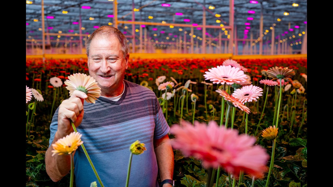 How LEDs and double screens power 30 million gerberas at Hollandia Greenhouse