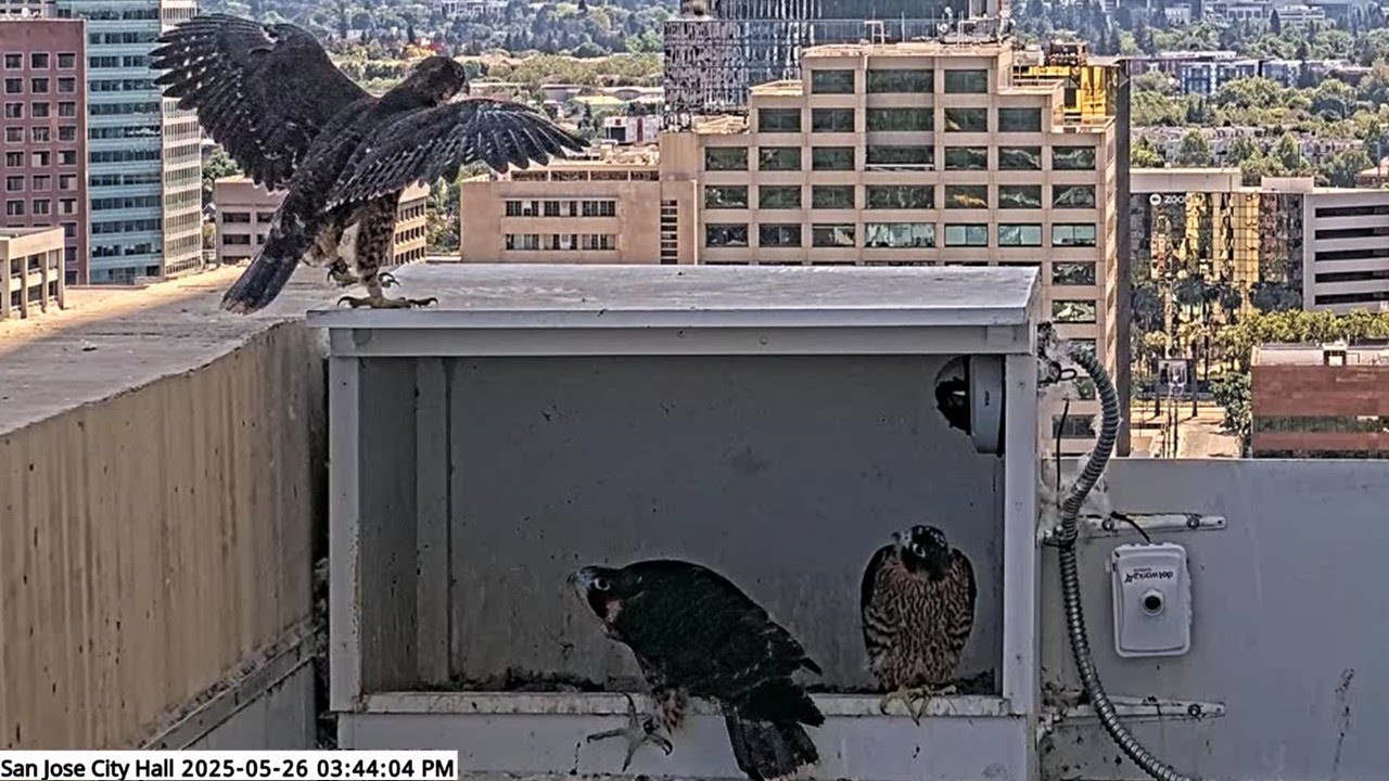 San Jose CH Falcons🪽 Emma First Chick to Upper Ledge ⛰️ Throws Down Gauntlet 🎉2025 May 26
