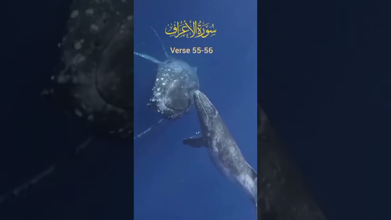 translate in Quran 💖 Verse 55-56 💓 