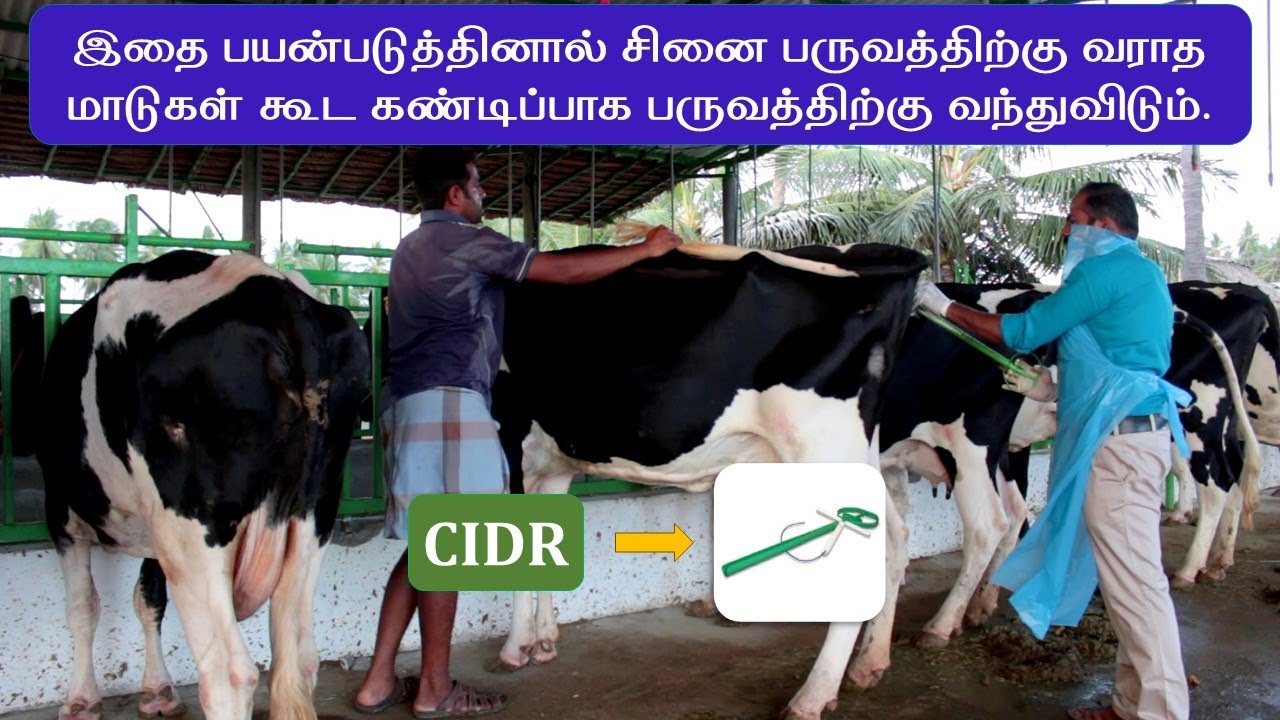 CIDR யை பயன்படுத்தினால் சினை பருவத்திற்கு வராத மாடுகள் கூட கண்டிப்பாக பருவத்திற்கு வந்துவிடும்.