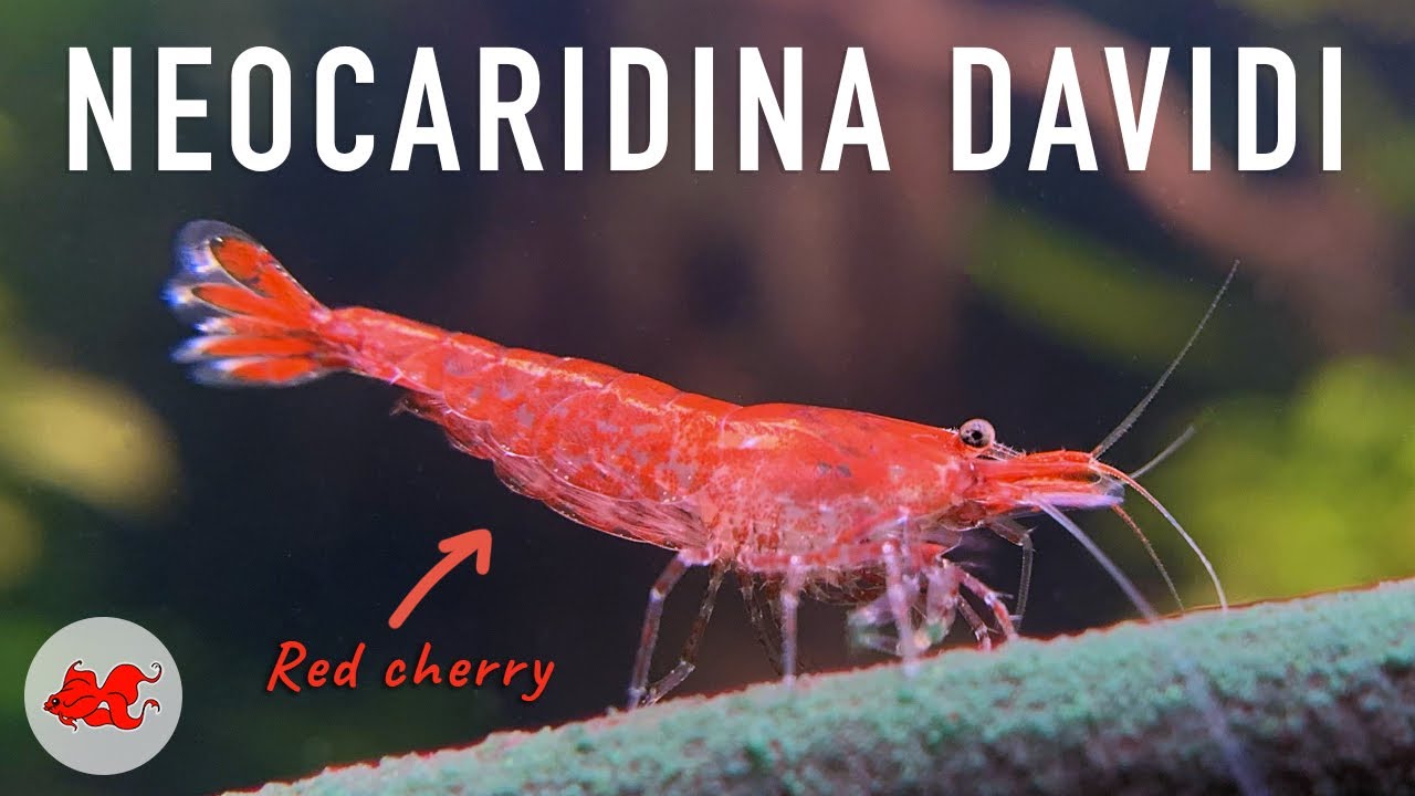 Crevettes Neocaridina davidi
