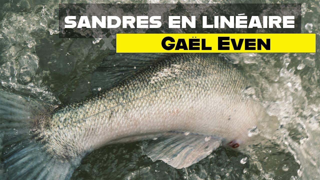 Pêche du sandre en lac en linéaire : les conseils de Gaël Even