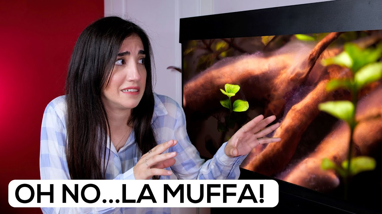 La MUFFA sui LEGNI in ACQUARIO - Che cos'è?
