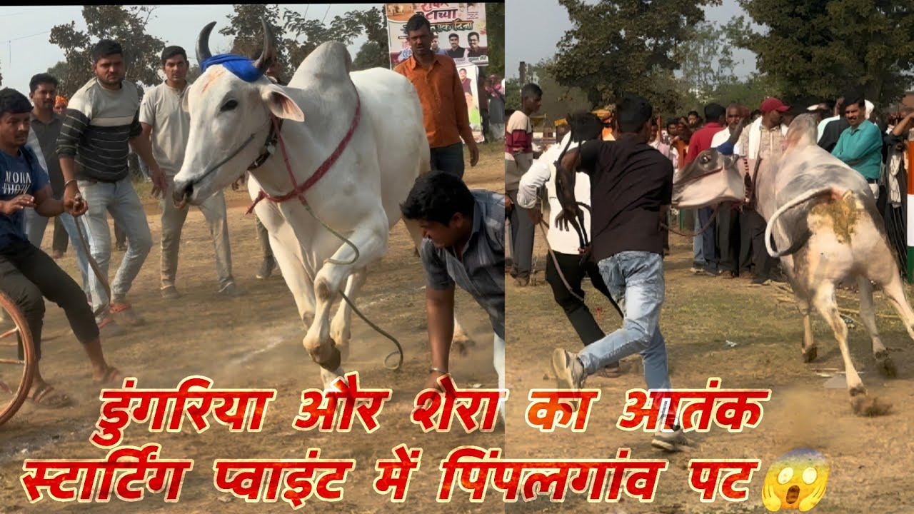 अजीम पटेल बिहिरिया डुंगरिया और शेरा का आतंक स्टार्टिंग प्वाइंट वीडियो पिंपलगांव शंकर पट प्रतियोगिता 