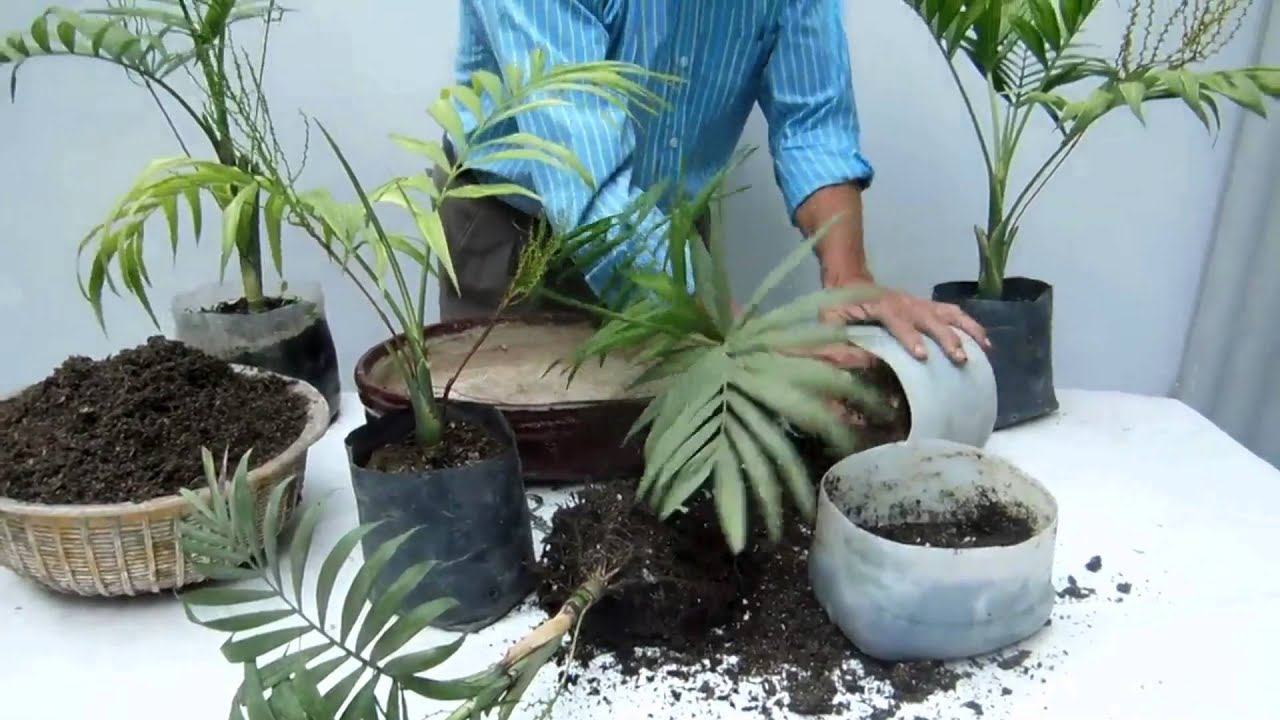 Un bosquecillo de Palmeras