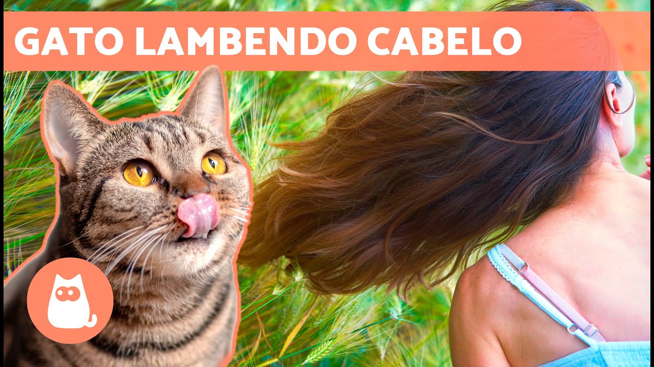 Por que meu GATO lambe meu CABELO? 🐱👅 (3 Motivos)