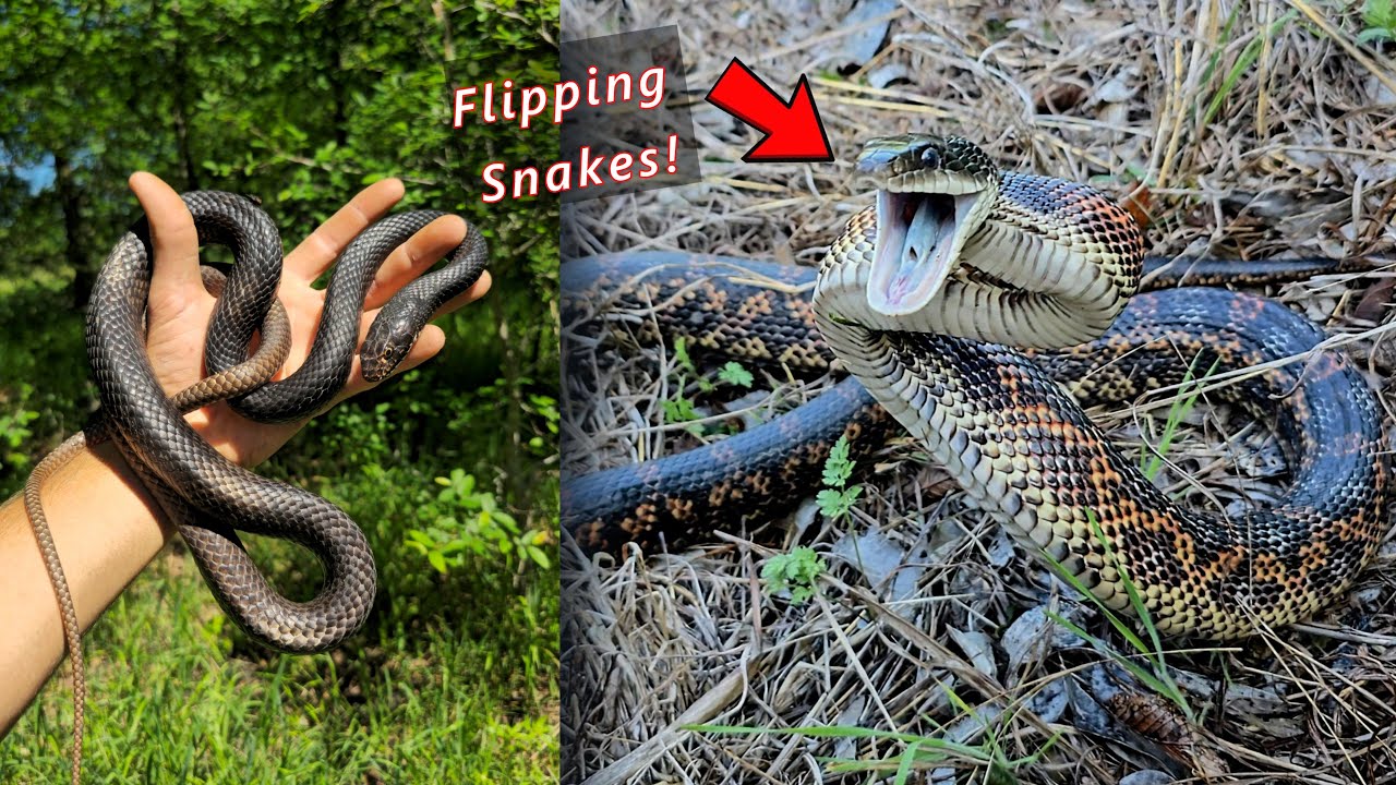 Flipping for Snakes in Central Texas! Awesome Day of Finding 50+ Snakes