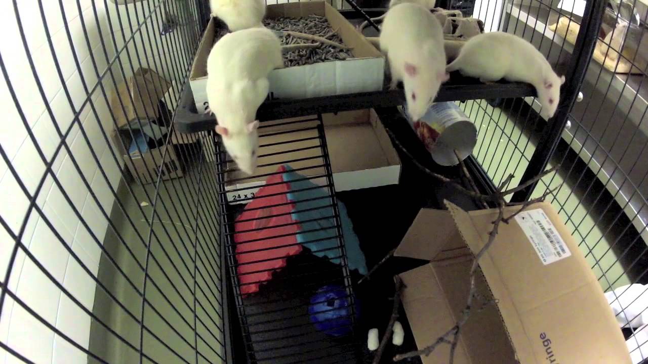 Environmental Enrichment for lab rats